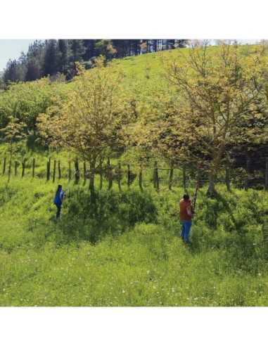 Serrucho de Poda Gancho Altuna con Pértiga Oval 2*1,5mt |