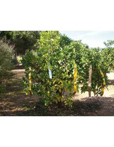 CINTA ESPANTAPAJAROS BIMETALIC 50MM X 100M MIARCO