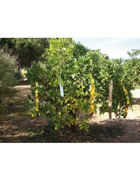 CINTA ESPANTAPAJAROS BIMETALIC 50MM X 100M MIARCO