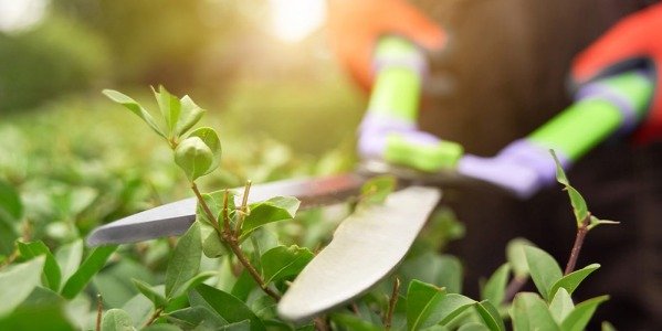 Prepara tu jardín para la primavera
